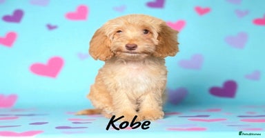 Cockapoo dogs - Advert 10