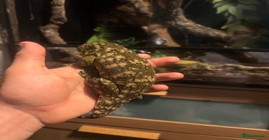 Gecko reptiles - Advert 2
