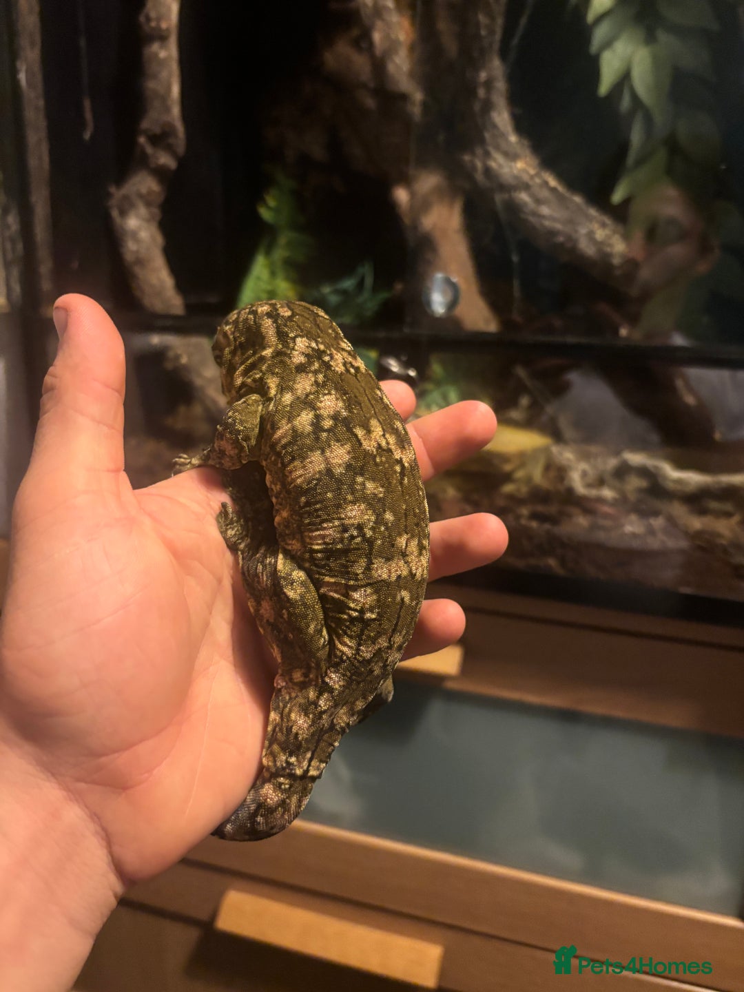 Gecko reptiles for sale: MALE leachianus gecko  - Image 3