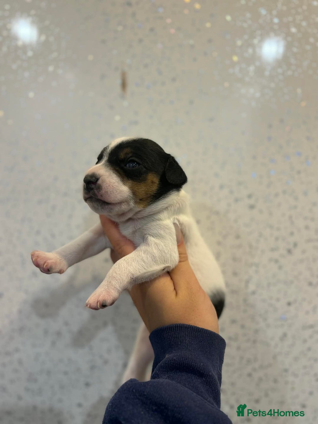 Jack Russell dogs for sale: Jack Russell puppies  - Advert 7