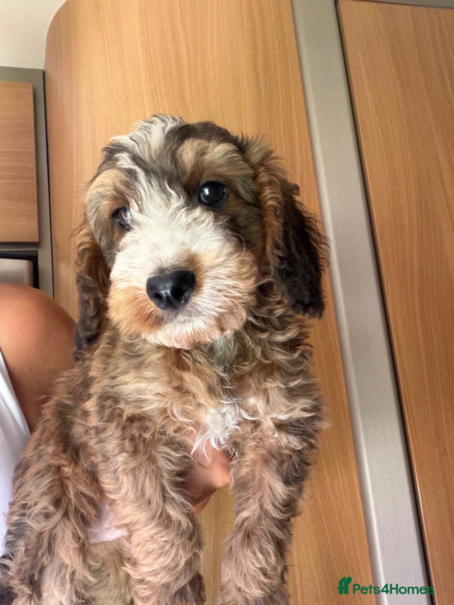 Cockapoo dogs 🐾BEAUTIFUL F1 COCKERPOOS REGISTERED BREEDER 🐾 - Advert 2