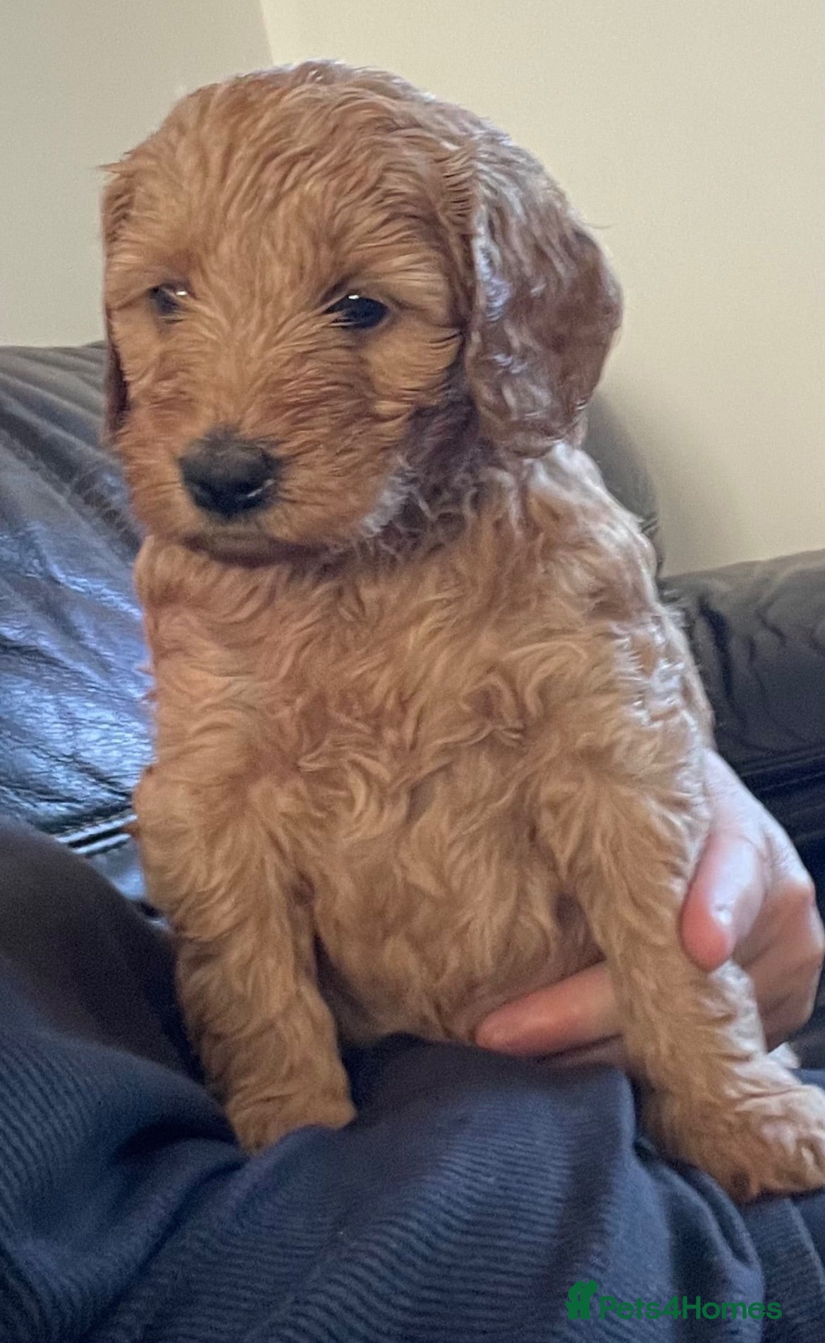 Mini Goldendoodle dogs Goldendoodle puppies  - Advert 2