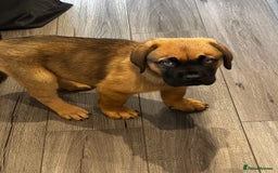 Mixed Breed dogs for sale: Dogue de Bordeaux / Newfoundland Puppy  - Advert 4