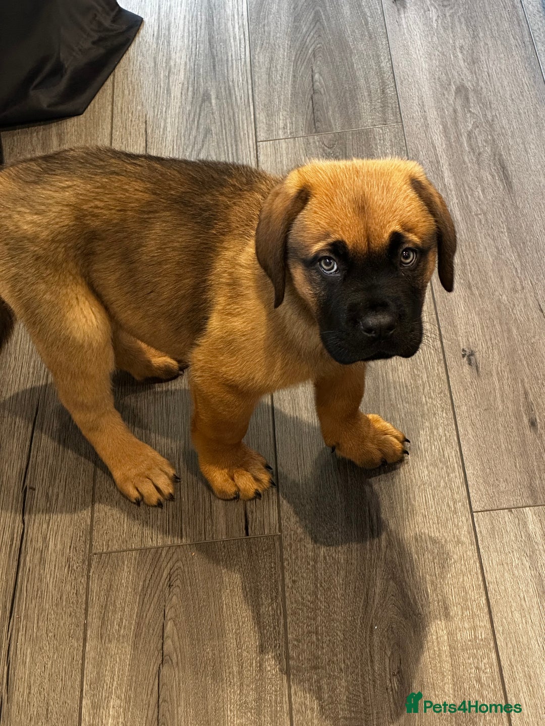 Mixed Breed dogs for sale: Dogue de Bordeaux / Newfoundland Puppy  - Advert 4