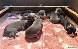 Mixed Breed dogs for sale: ❤️Beautiful whippet x greyhound puppies ❤️ - Image 8