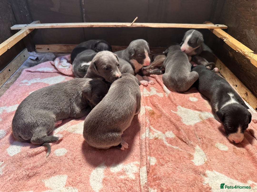 Mixed Breed dogs for sale: ❤️Beautiful whippet x greyhound puppies ❤️ - Image 8