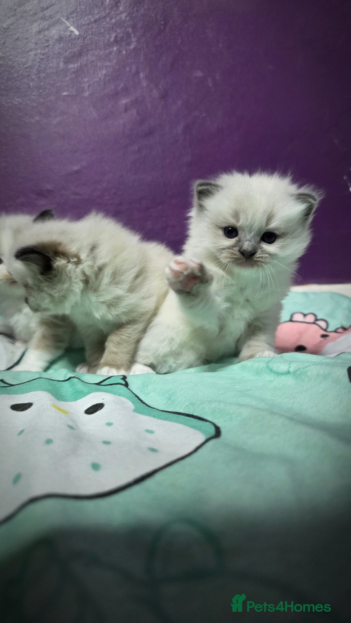 Ragdoll cats for sale: Ragdoll Kittens - Advert 4