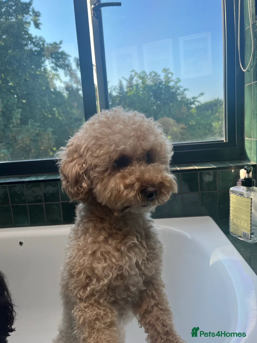 Miniature Poodle dogs for stud: Noodle is ready to host ladies in London - Advert 3