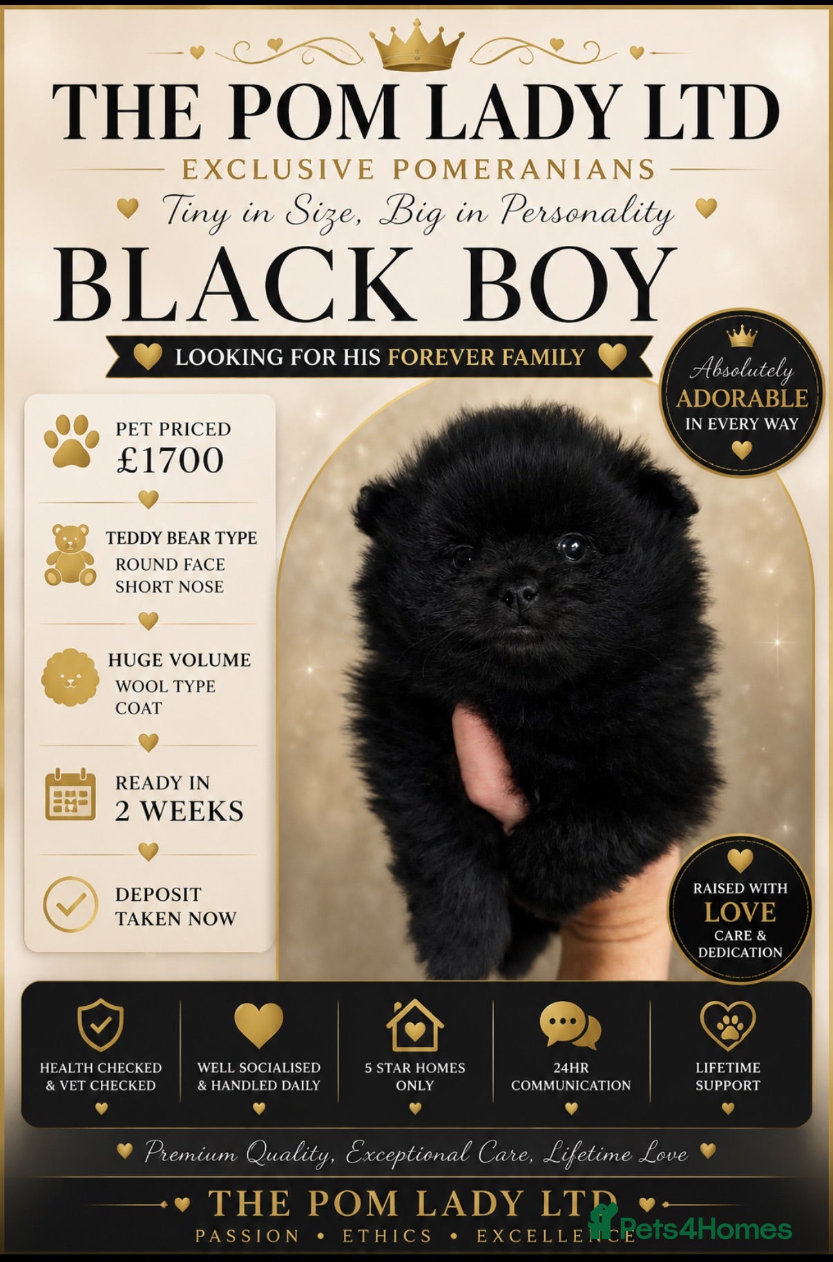 Pomeranian dogs 🧸 TOP QUALITY POM PUPPIES 🧸 - Advert 10