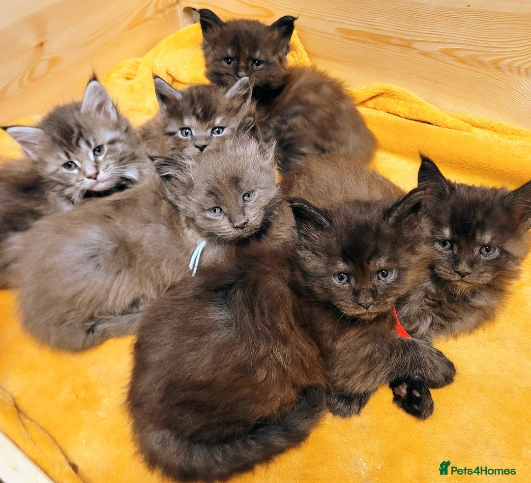 Maine Coon cats for sale: STUNNING Maine Coon Registered kittens - Advert 11