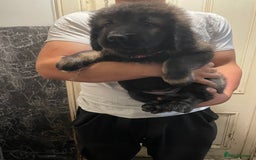 Caucasian Shepherd Dog dogs for sale: Beautiful pups from large parents  - Image 4