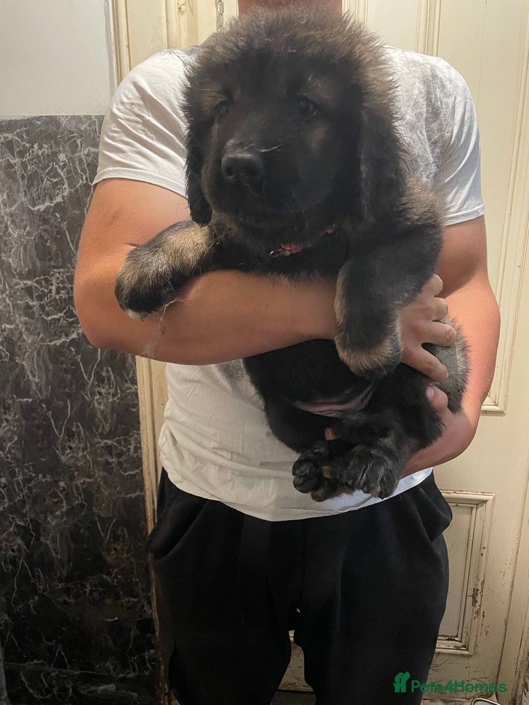 Caucasian Shepherd Dog dogs for sale: Beautiful pups from large parents  - Image 4