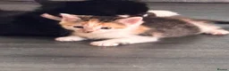 Mixed Breed cats for sale: 4 bouncy, happy kittens - Advert 26