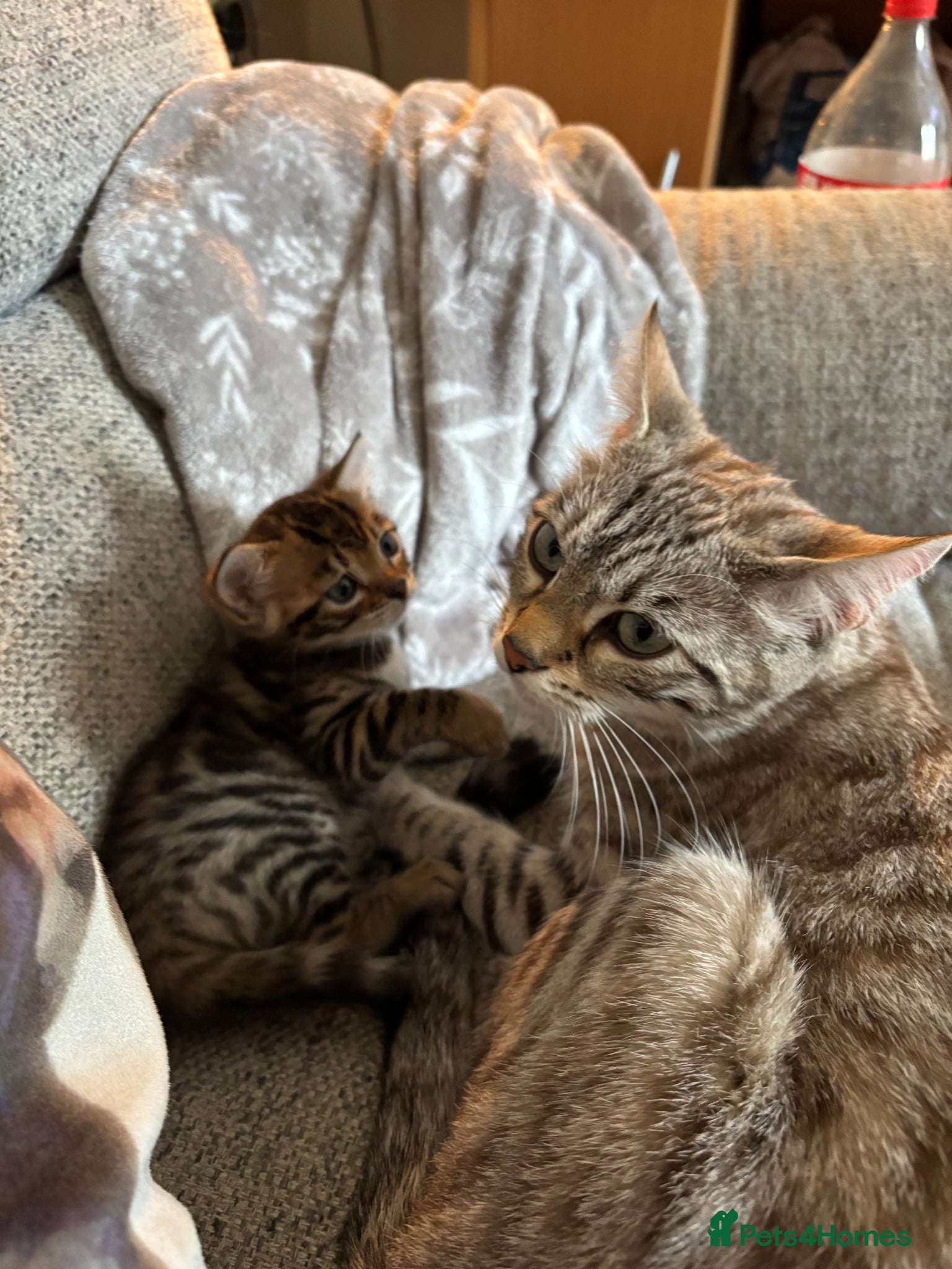 Bengal cats for sale: Little Bengal girl in Liskeard - Advert 14