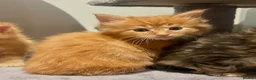Ragcoon cats for sale: Beautiful Ragcoon kittens 🐱  - Advert 32
