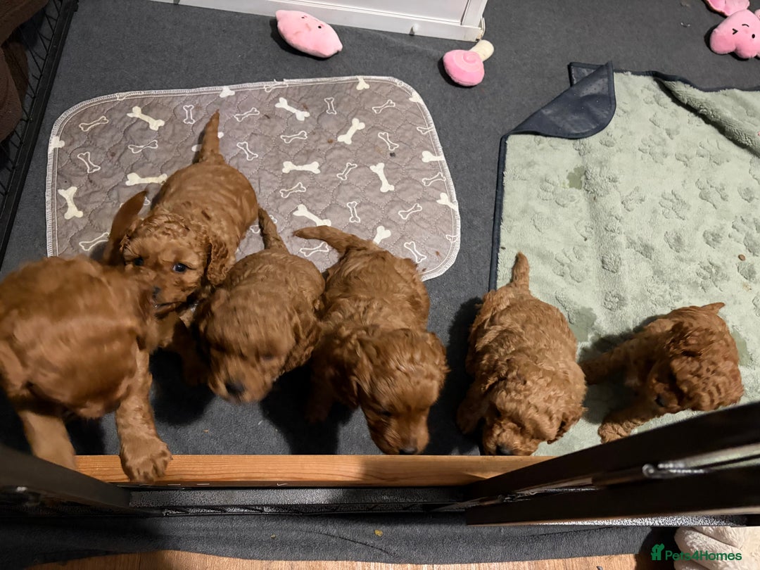 Cavapoo dogs for sale: Gorgeous Red Cavapoo Puppies - Image 3