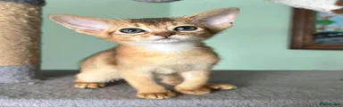Abyssinian 4