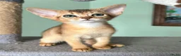 Abyssinian cats for sale: TICA Abyssinian kittens  - Advert 18