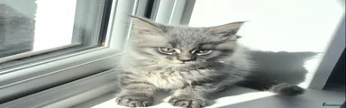 Maine Coon 3