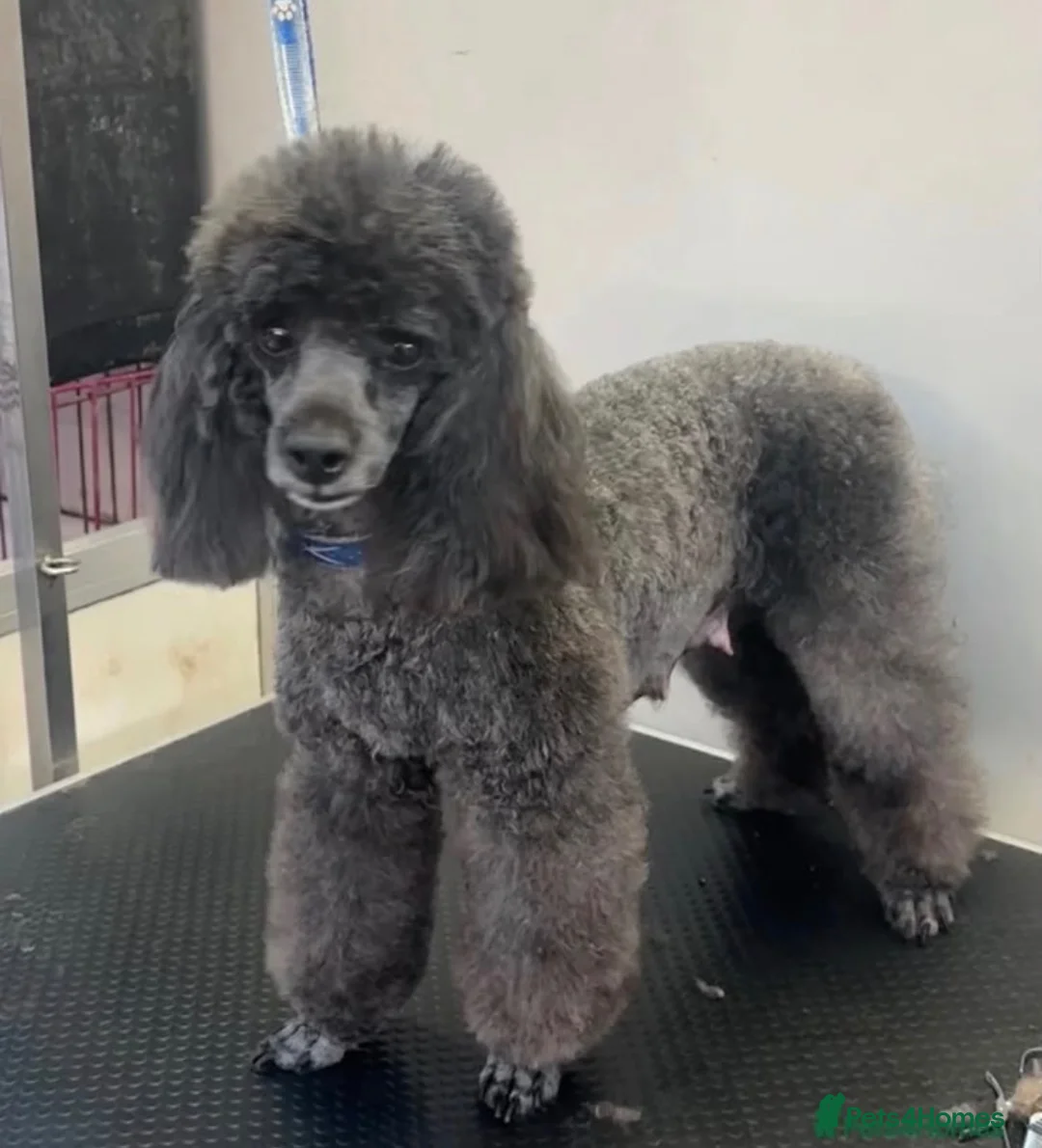 Toy Poodle dogs for sale: Pregnancy Confirmed KC Reg Toy Poodles  in Knaresborough - Advert 1