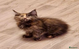 Maine Coon cats for sale: 🌟Ready to leave 4 XL Maine Coons active available - Image 7