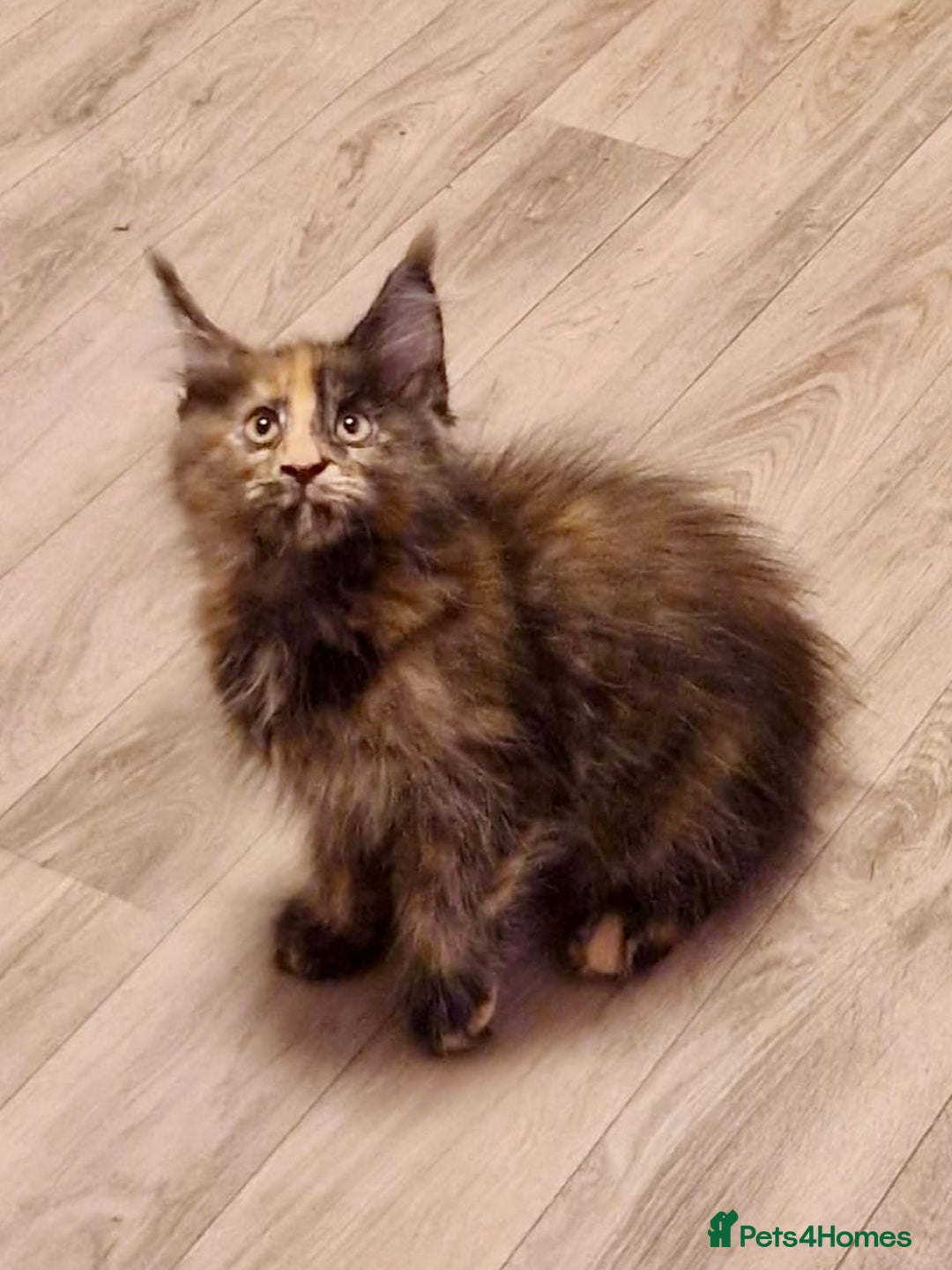 Maine Coon cats for sale: 🌟Ready to leave 4 XL Maine Coons active available - Image 7