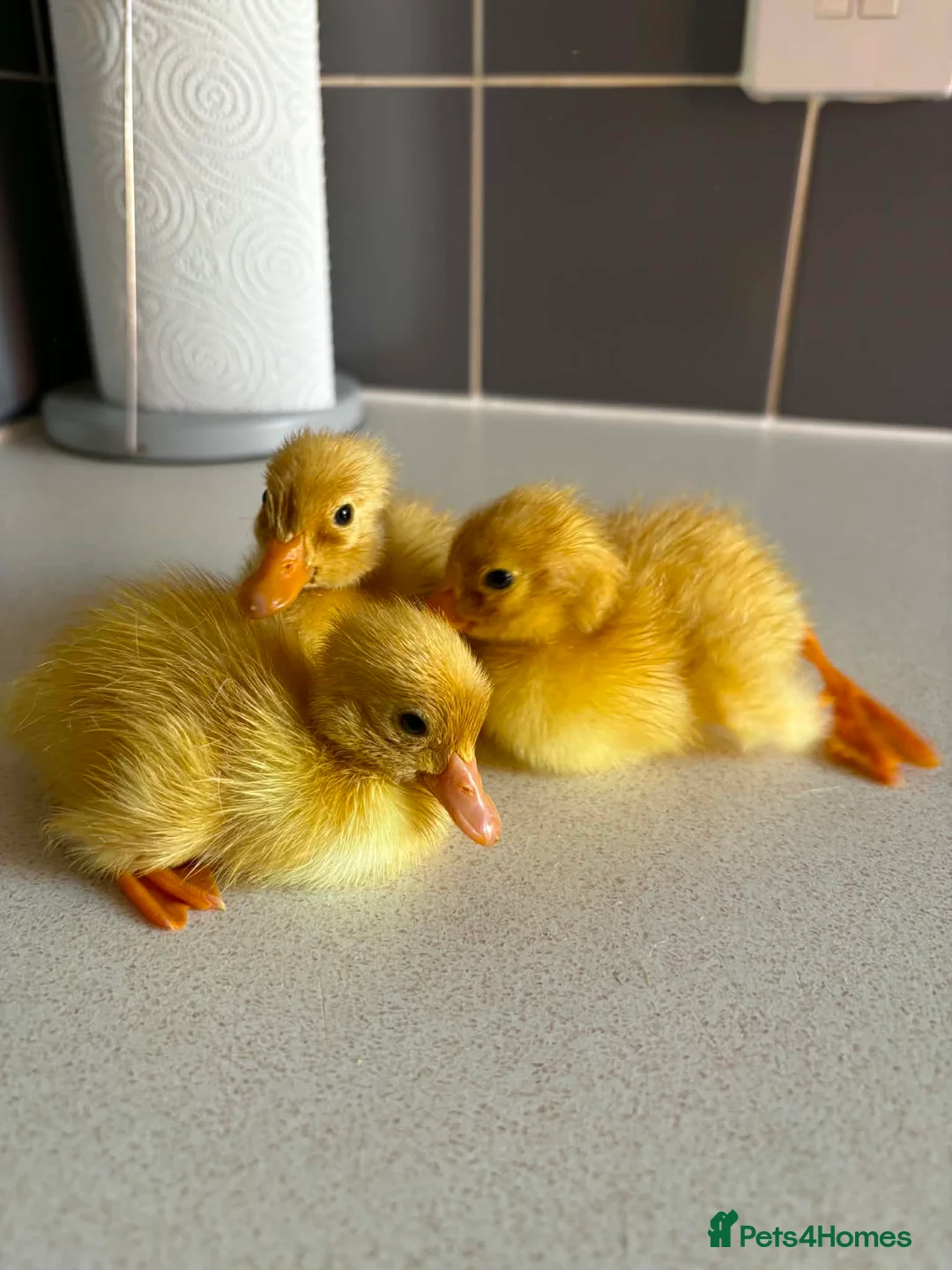 Ducks poultry for sale: Mixed Ducklings For Sale - Advert 1