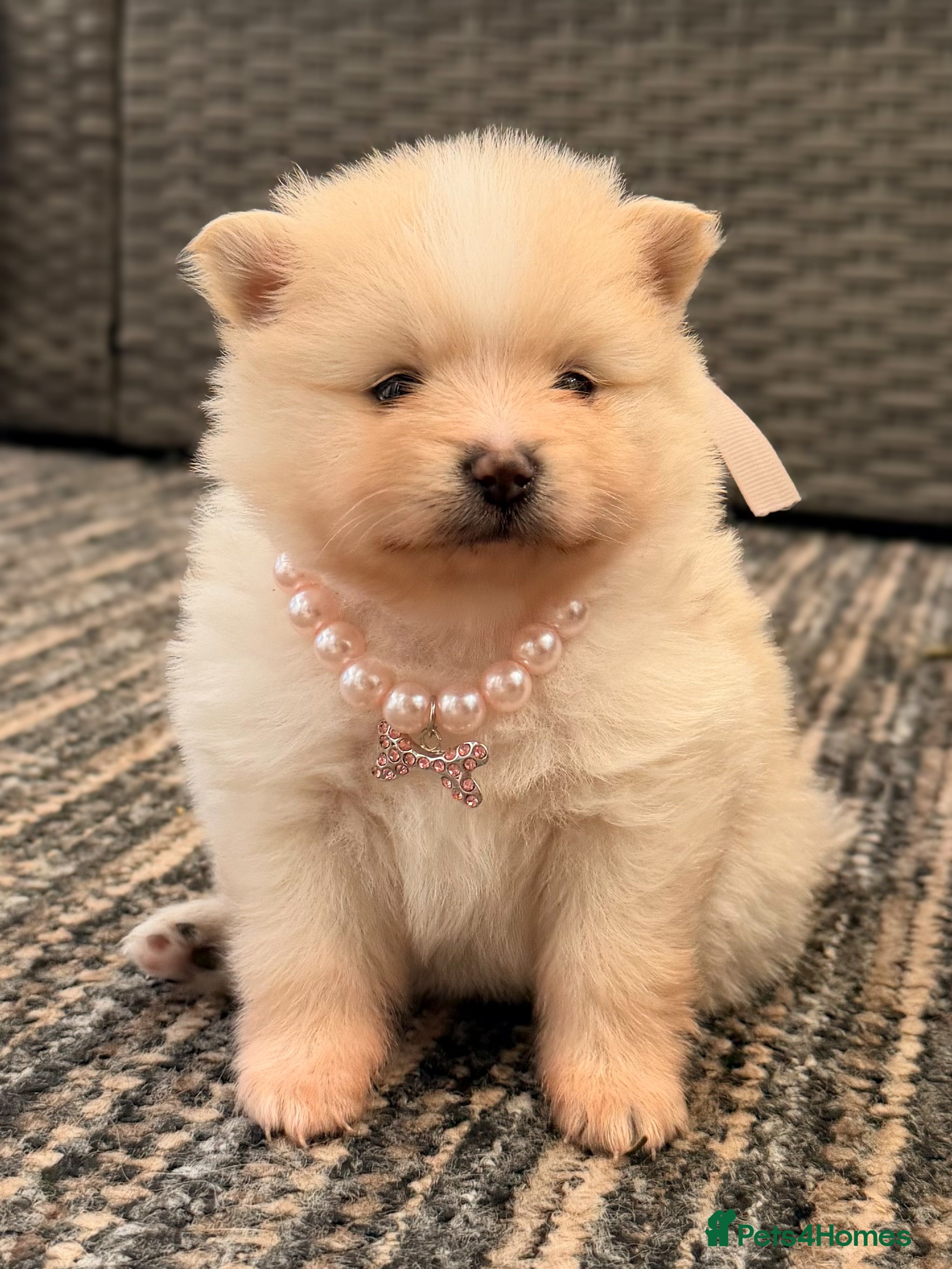Pomeranian dogs KC registered extra fluffy Pomeranian puppies 🧸 - Advert 10