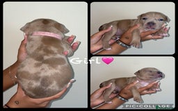 Mixed Breed dogs for sale: Ready to leave Staff x bulldog puppies  - Image 11