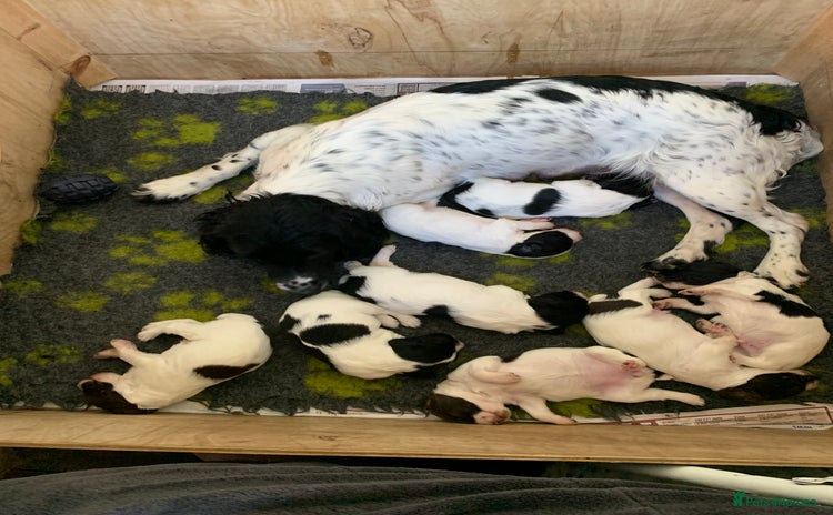 English Springer Spaniel dogs - Advert 1
