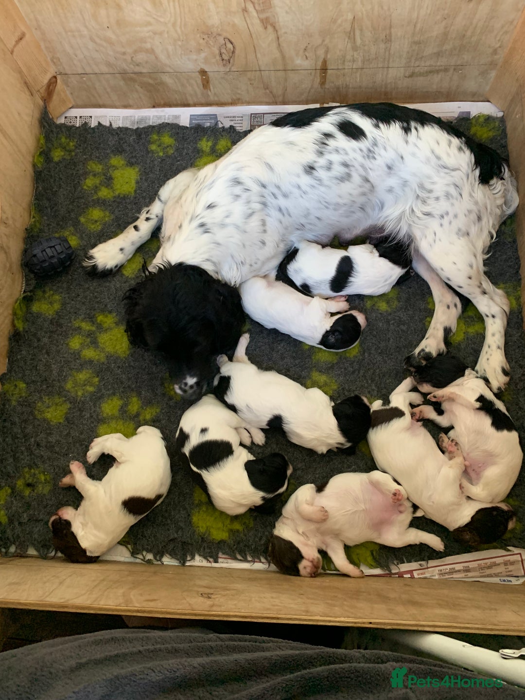 English Springer Spaniel dogs for sale: Springer pups - Image 1