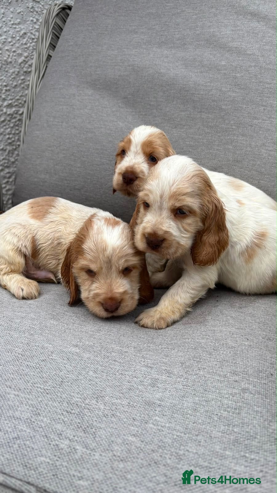 Cocker Spaniel dogs Show cocker spaniel pups - Advert 1