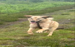 Mixed Breed dogs for adoption: Pettern - Norwich Norfolk  - Image 38