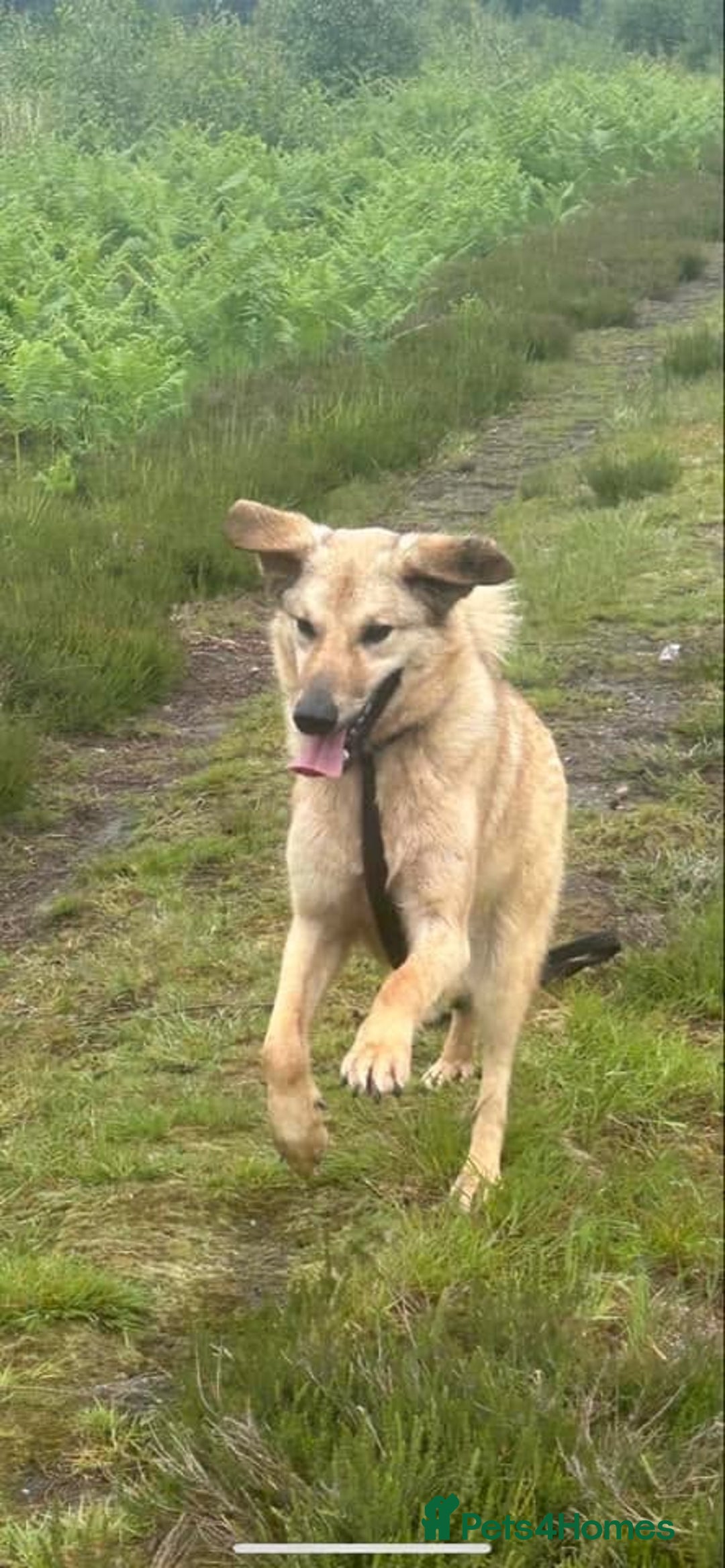 Mixed Breed dogs for adoption: Pettern - Norwich Norfolk  - Image 38