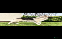 German Shepherd dogs for sale: Wonderful german shepherd puppies  - Image 4