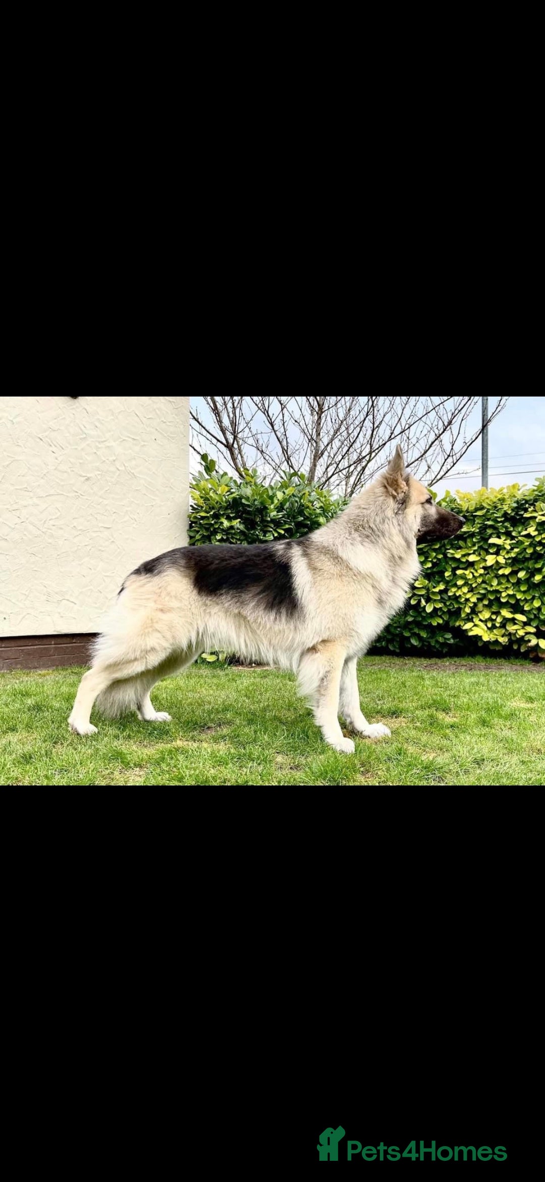 German Shepherd dogs for sale: Wonderful german shepherd puppies  - Image 4