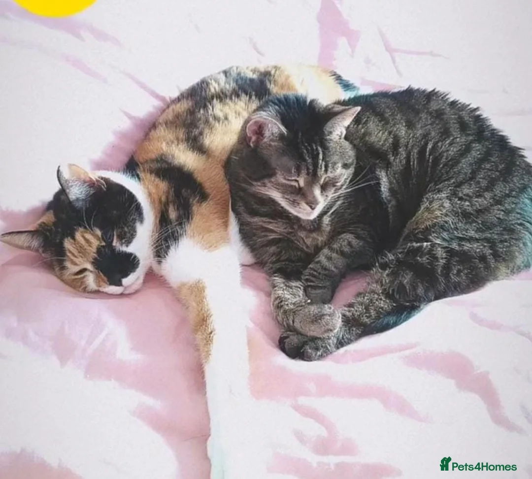 American Shorthair cats for sale: Loving home for two sweet and affectionate cats - Advert 5