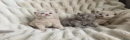 British Longhair cats for sale: GCCF Stunning Lilac British Longhair  - Advert 3