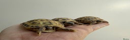 Tortoise reptiles for sale: Baby horsefield Tortioes  - Advert 4