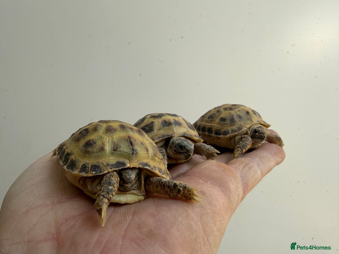 Tortoise reptiles for sale: Baby horsefield Tortioes  - Advert 4