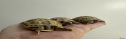Tortoise reptiles for sale: Baby horsefield Tortioes  - Advert 4