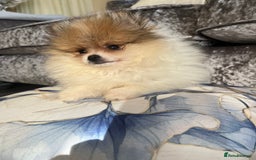 Pomeranian dogs for sale: Fluffy Pomeranian puppies - Image 1