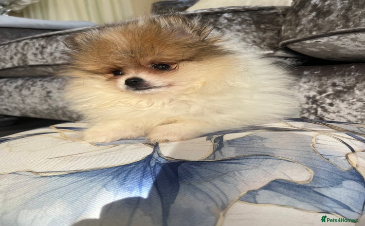 Pomeranian dogs - Advert 2