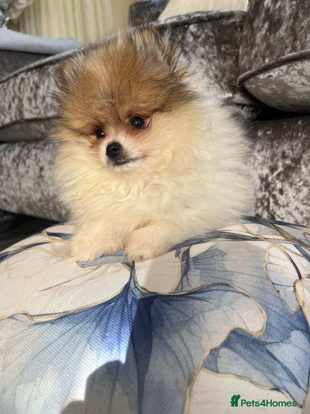 Pomeranian dogs for sale: Fluffy Pomeranian puppies - Image 1