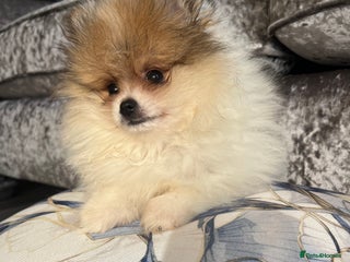 Pomeranian dogs - Advert 33