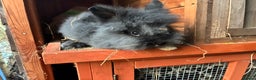 Lionhead rabbits for sale: Last 2 lionhead baby boys - Advert 12