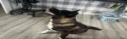 Akita dogs for stud: Stunning proven bear head American Akita for stud  - Advert 2
