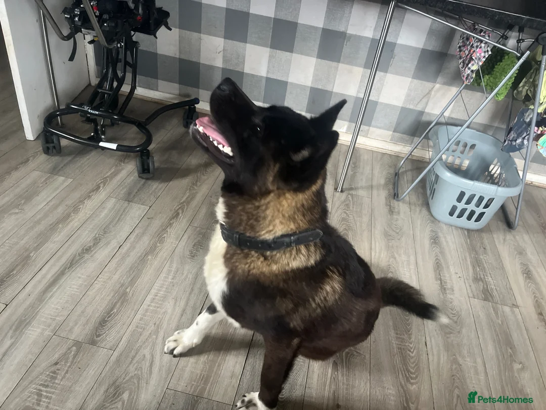 Akita dogs for stud: Stunning proven bear head American Akita for stud  - Advert 2