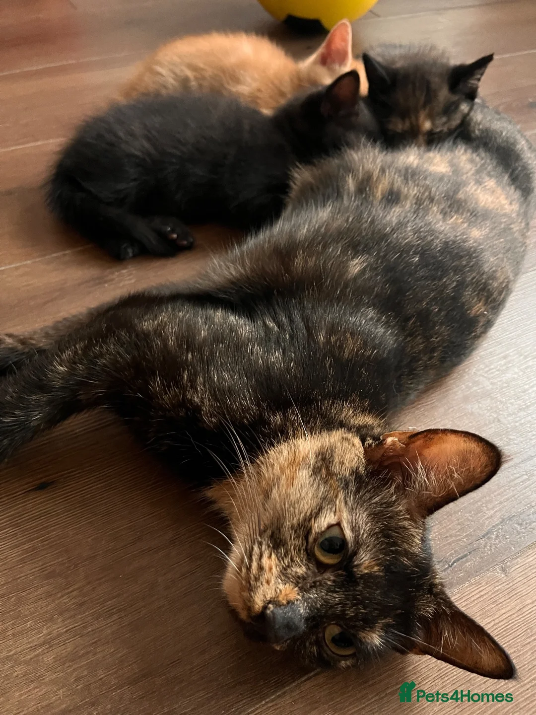 Mixed Breed cats for sale: Mixed Scottish fold straight ears  - Advert 2
