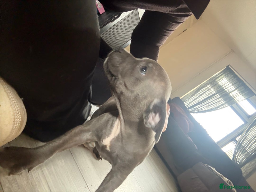 Staffordshire Bull Terrier dogs for sale: Blue Staffordshire bull terrier pups  - Image 25
